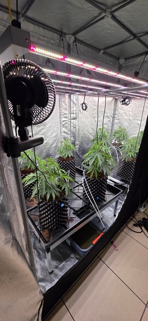 Polizeipräsidium Recklinghausen: POL-RE: Gladbeck: Cannabisplantage entdeckt