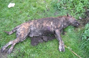 Polizeiinspektion Hildesheim: POL-HI: Schäferhund- Mischling grausam getötet.