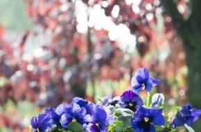Blumenbüro: Tipps und Tricks zur Überwinterung der Balkon- und Terrassenpflanzen /
Winterschlaf für Gartenblüher: So überstehen Ihre Lieblinge im Topf die kalte Jahreszeit