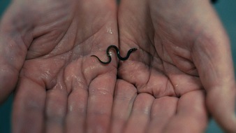 ARTE G.E.I.E.: Dokumentarfilm &uuml;ber den globalen Aal-Schmuggel: Milliarden Dollar Babies - Gro&szlig;e Gewinne mit kleinen Aalen