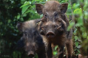Verband der Zoologischen Gärten (VdZ): Pustelschwein, Waldrapp oder Philippinenkrokodil / Verband der Zoologischen Gärten setzt sich für bedrohte Tierarten ein