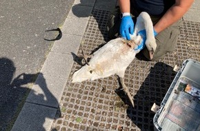 Polizeipräsidium Südhessen: POL-DA: Lampertheim: Schwer verletzter Schwan am Rhein/Polizei appelliert an Hundehalter