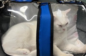 Hauptzollamt Dortmund: HZA-DO: Schmuggelversuch gescheitert /Zoll stellt zwei Katzen mit mutmaßlich gefälschten Papieren sicher