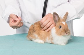 Bundesverband für Tiergesundheit e.V.: Impfschutz für Langohren: Krankheitsvorbeuge schützt Kaninchen vor schweren Erkrankungen