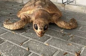 Polizeiinspektion Emsland/Grafschaft Bentheim: POL-EL: Papenburg - Präparierte Schildkröte vermutlich entsorgt