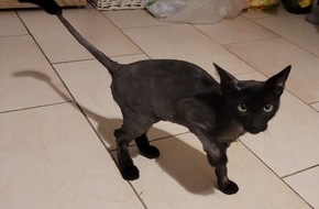 Polizeipräsidium Freiburg: POL-FR: Schopfheim: Zwei junge Kater in Gersbach mutmaßlich ausgesetzt - Polizei sucht ehemaligen Besitzer