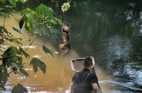 Feuerwehr Neuss: FW-NE: Greifvogel verfing sich in Angelschnur | Mäusebussard aus misslicher Lage gerettet