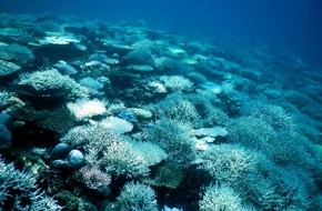 Universität Bremen: Jungkorallen geben Einblick in die Erholung nach Korallenbleiche