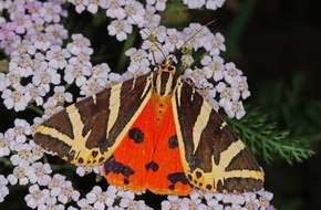 BUND: ++ Schmetterling des Jahres 2025: Die Spanische Flagge – Citizen Science verfolgt Ausbreitung des auffälligen Nachtfalters in Echtzeit ++