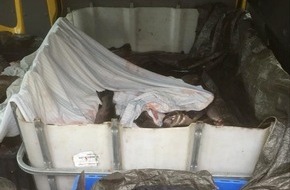 Bundespolizeiinspektion Flensburg: BPOL-FL: Handewitt - Bundespolizei entdeckt 520 kg ungekühlten Fisch bei Kontrolle