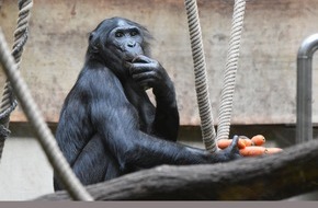 Verband der Zoologischen Gärten (VdZ): Umsiedelung ist keine Alternative / Statement des Zooverbands VdZ zum Wuppertaler Bonobo Bili