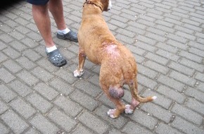 Polizeidirektion Bad Segeberg: POL-SE: Staatsforst Rantzau - Hund mitten im Wald ausgesetzt, Polizei sucht Zeugen