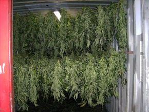 POL-SE: Illegaler Anbau von Marihuana - Kripo erntet 9 Kilogramm
