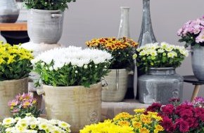 Blumenbüro: Chrysantheme ist Zimmerpflanze des Monats Oktober / Strahlender Herbst mit der farbenprächtigen Chrysantheme