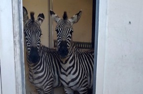 Bundespolizeiinspektion Bad Bentheim: BPOL-BadBentheim: Mutmaßlich illegaler Transport exotischer Tiere bei Grenzkontrolle entdeckt