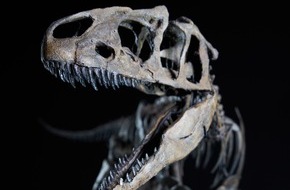Dinosaurier Museum Altmühltal: Sommersensation in Denkendorf: Allosaurier “Little Al” ist da!