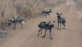 IFAW Deutschland: Erstmals seit zehn Jahren wieder Afrikanische Wildhunde im Kasungu-Nationalpark