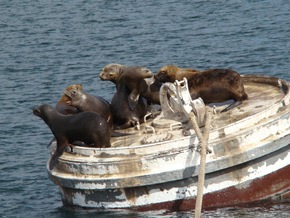 Deutsche Marine - Bilder der Woche: Deutscher Austauschoffizier im Ewigen Eis