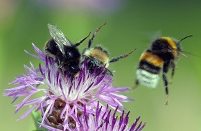 ZDF: Welt ohne Insekten: ZDF-Magazin "planet e." über die Bedrohung unserer Lebensgrundlage (FOTO)