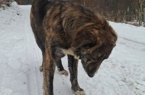 Polizeidirektion Neuwied/Rhein: POL-PDNR: Freilaufender Hund h&auml;lt Polizei in Atem
