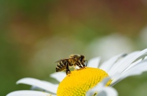 Bund deutscher Baumschulen (BdB) e.V.: Mit den richtigen Gehölzen ist jeder Tag "Tag der Biene" / Auf einen guten Pflanzenmix aus Bäumen, Sträuchern, Stauden und Blumen kommt es an