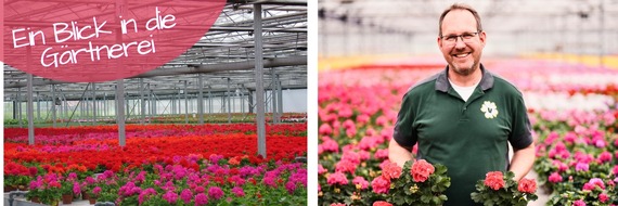 Pelargonium for Europe: "Ein Blick in die G&auml;rtnerei": Zierpflanzenproduktion zwischen Handwerk und Zukunft &ndash; Venneker Gartenbau (NRW)