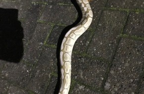 Polizeiinspektion Celle: POL-CE: Nienhagen - Tote Würgeschlange im Garten gefunden