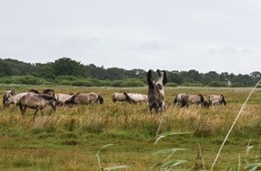 Tourismus-Agentur Schleswig-Holstein GmbH: Tierisch wild in Schleswig-Holsteins Binnenland: Zwischen blauen Fröschen, Vogelschwärmen und Wildpferden