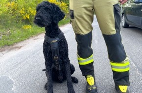 Kreisfeuerwehrverband Lüchow-Dannenberg e.V.: FW Lüchow-Dannenberg: +++ vermisste Seniorin löst Großeinsatz aus +++ Polizei, Feuerwehr und Rettungshunde im Einsatz +++ 83jährige nach stundenlangem Einsatz aufgefunden +++