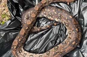 Polizeipr&auml;sidium Osthessen: POL-OH: Fund einer toten exotischen Schlange bei Schotten - Herkunft unklar