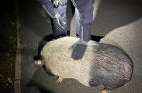 Polizei Bremen: POL-HB: Nr.: 0715 --Schwein gestellt - Fluchtgeschwindigkeit: gemütlich--