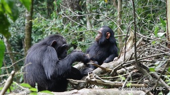 Universität Osnabrück: Fast wie ein Gespräch: Wissenschaftler*innen der Uni Osnabrück erforschen Kommunikation zwischen Schimpansen