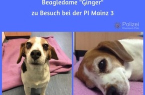 Polizeipräsidium Mainz: POL-PPMZ: Entlaufene Beagle-Hündin wird durch Polizei zurück zu ihrer Wohnung begleitet