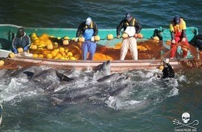 Wal- und Delfinschutz-Forum (WDSF): Dramatisches Delfinmorden in Japan - US-Botschaft interveniert (FOTO)