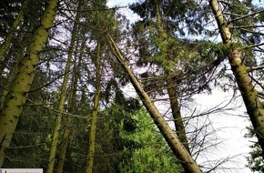 Feuerwehr Plettenberg: FW-PL: OT-Dingeringhausen, Baum droht auf Straße zu stürzen