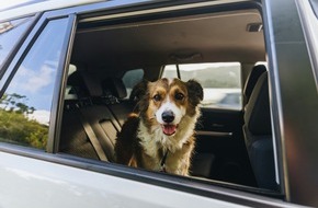 Oehler Web: Innenraum-Ger&uuml;che entfernen: Nikotin, Hund, Feuchtigkeit &ndash; so lassen sich Preisabschl&auml;ge vermeiden