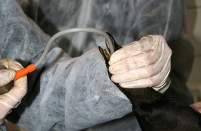 Deutscher Tierschutzbund e.V.: Tierschutzlage dramatisch: Rettung von verölten Seevögeln an der Küste läuft auf Hochtouren