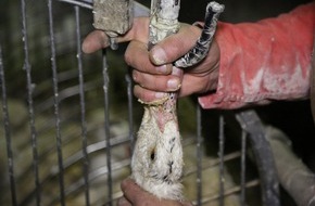 VIER PFOTEN - Stiftung f&uuml;r Tierschutz: La protection des animaux demande un contre-projet solide &agrave; l&rsquo;initiative foie gras