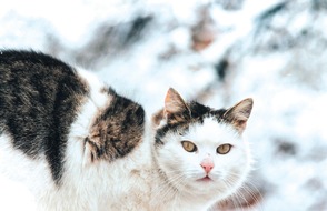 VIER PFOTEN - Stiftung für Tierschutz: Les conseils de QUATRE PATTES pour assurer la sécurité des chats en hiver