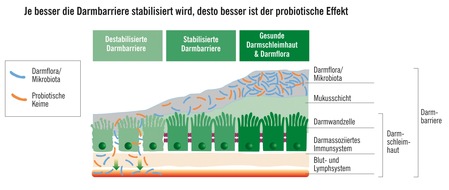 CGC Cramer-Gesundheits-Consulting GmbH: Neue Einblicke in die Bedeutung der Darmbarriere: Darm undicht? So wichtig ist unsere innere Schutzmauer
