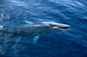 IFAW - International Fund for Animal Welfare: Frachtschiff töten jungen Finnwal
