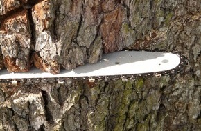 Baumpflege Kasper GmbH: Erhalt und Schutz: Gesetzliche Vorgaben bei der Fällung von Bäumen