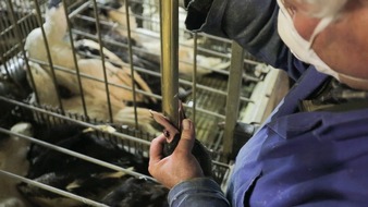 VIER PFOTEN - Stiftung f&uuml;r Tierschutz: Tierschutz fordert starken Gegenentwurf zur Stopfleber-Initiative