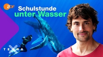 ZDF: ZDF-YouTube-Kanal "Terra X plus" mit Live-Schulstunde zu "Ozeanen" / Mit Meeresbiologe Uli Kunz