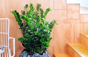 Blumenbüro: Zamioculcas ist Zimmerpflanze des Monats Juni / Widerstandsfähige Grünpflanze mit Federlook