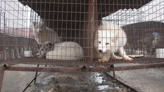 Schweizer Tierschutz STS: Medienmitteilung: Vernehmlassung zu Pelzimport, Stopfleber & Co. - Verbesserungen werden begrüsst, genügen aber nicht