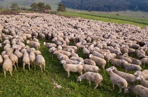 Boehringer Ingelheim: Boehringer Ingelheim erhält Marktzulassung für Blauzungen-Impfstoff in Deutschland