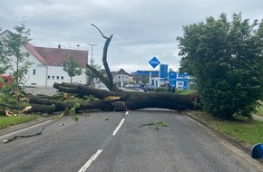 Polizeidirektion Landau: POL-PDLD: Umgestürzter Baum in Bellheim, Zeiskamer Straße Samstag, 18.05.2024, um 10.16 Uhr