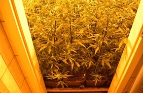 Polizei Aachen: POL-AC: Cannabisplantage in der Innenstadt - Polizei nimmt Mann vorläufig fest