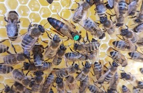 E WIE EINFACH GmbH: E WIE EINFACH kooperiert mit Impact Start-up HEKTAR NEKTAR und schenkt 250.000 Bienen ein neues Zuhause